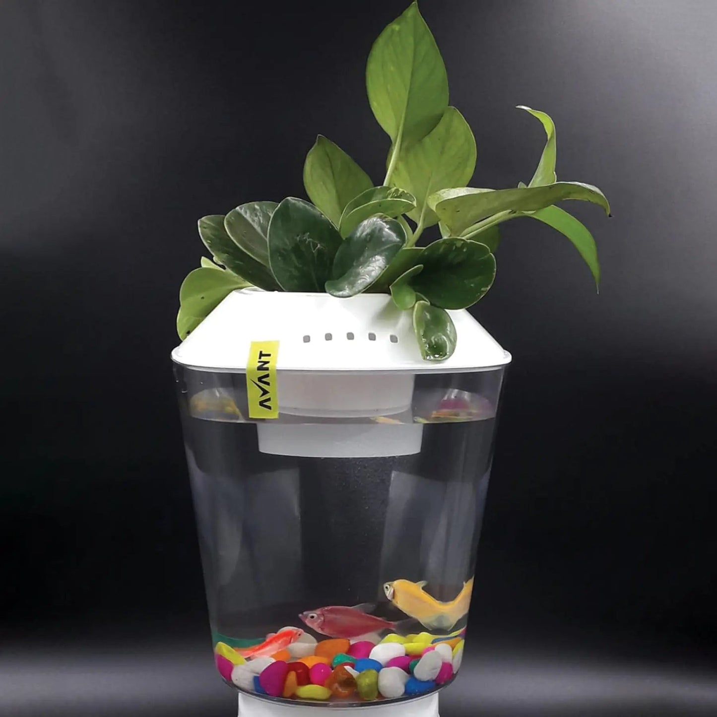 Avant Beta Pot 2.5L Fish Tank with Planter - White, 2 - in - 1 Aquarium & Planter for Small Fish, Phothos, Lucky Bamboo, Philodendron - abulze.online