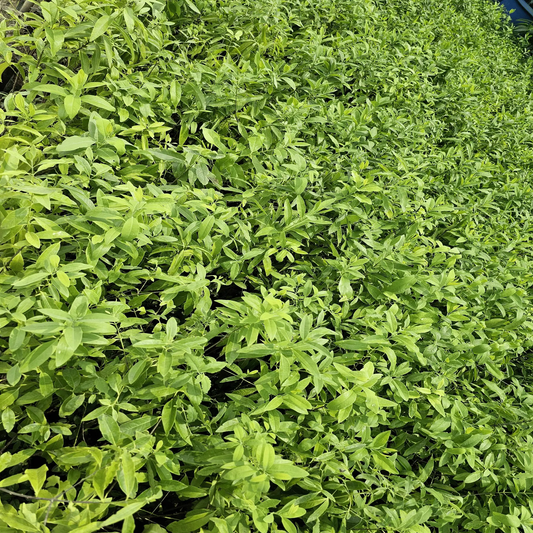 Marayoor Sandalwood Saplings – 3 Plant Combo (Santalum album) Abulze