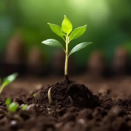 Organic - abulze.online