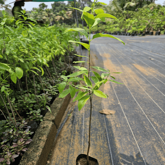 Marayoor Sandalwood Saplings – 3 Plant Combo (Santalum album) - abulze.online