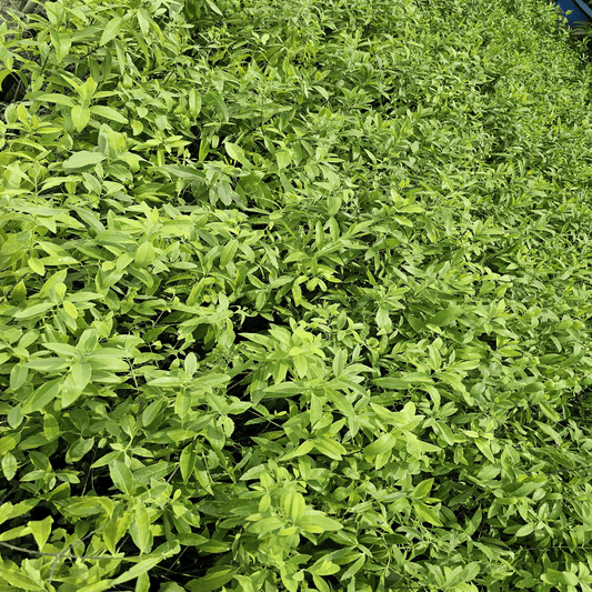 Marayoor Sandalwood Saplings – 3 Plant Combo (Santalum album) - abulze.online